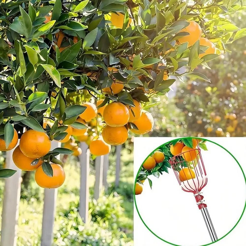 ไม้เก็บผลไม้พร้อมตะกร้า ประหยั - Fruit Picker Basket Telescopic Pole บทวิจารณ์และราคา