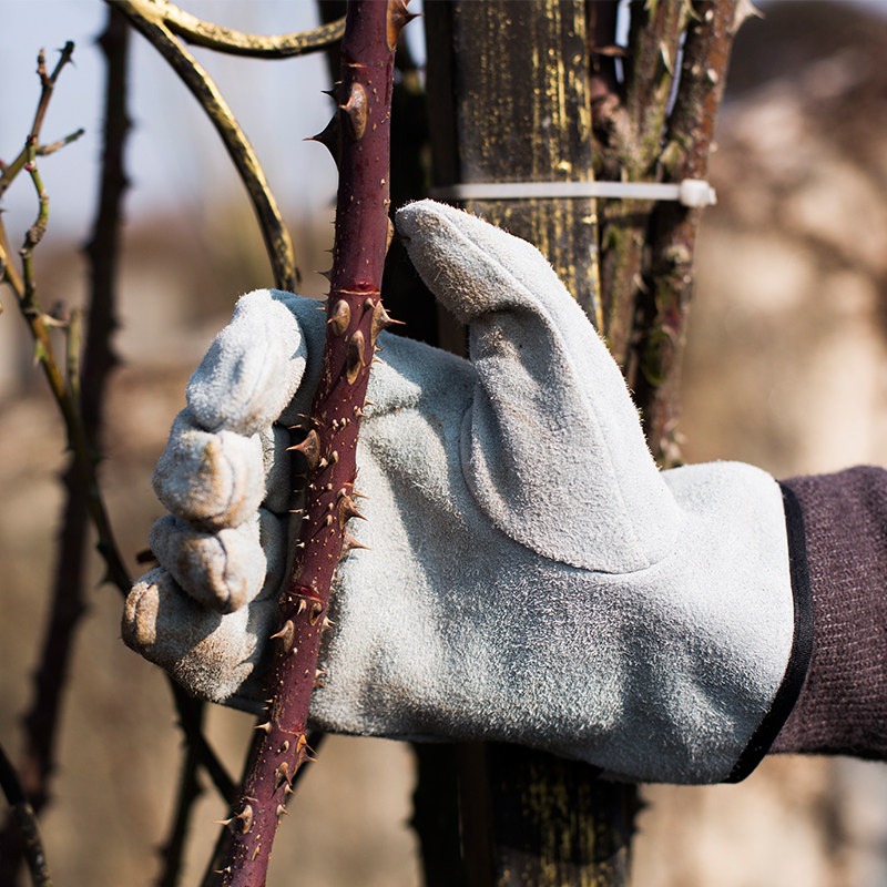 ถุงมือทำสวนกันหนาม กันน้ำ สำหร - Gardening Gloves Thorn Proof Leather บทวิจารณ์และราคา