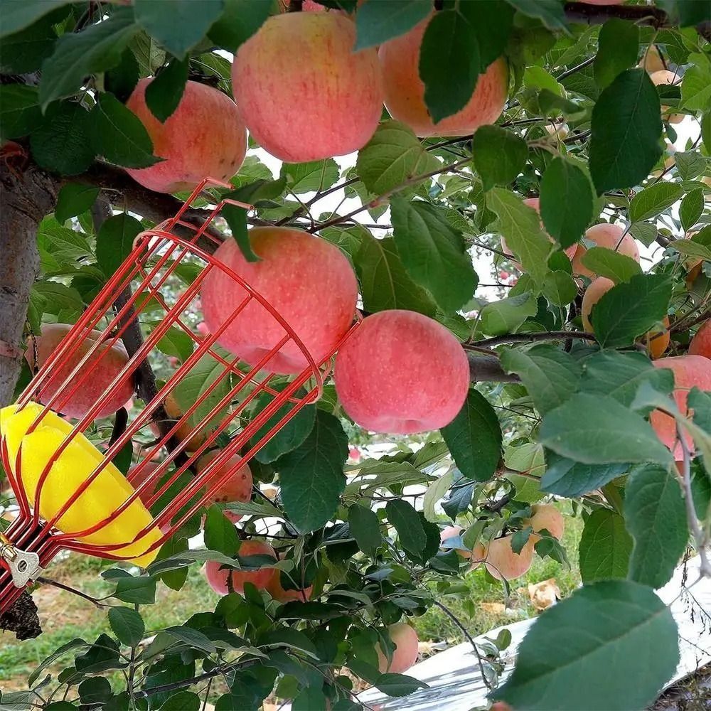 ไม้เก็บผลไม้แบบมีตะกร้า  แบบยื - Fruit Picker Basket Telescopic Pole บทวิจารณ์และราคา