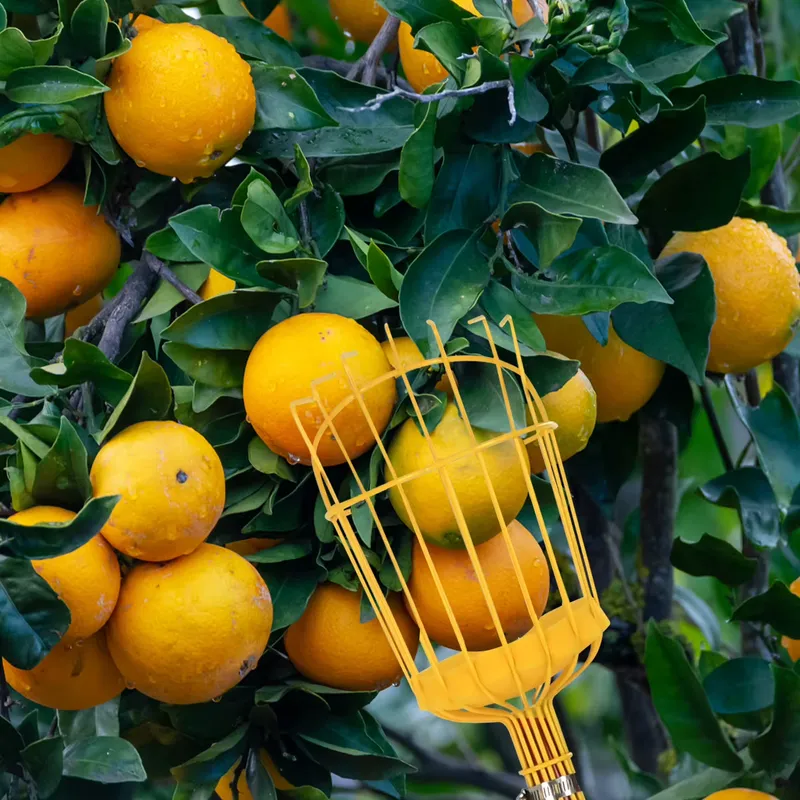 เครื่องมือเก็บผลไม้แบบพกพา Win - Fruit Picker Basket Telescopic Pole บทวิจารณ์และราคา