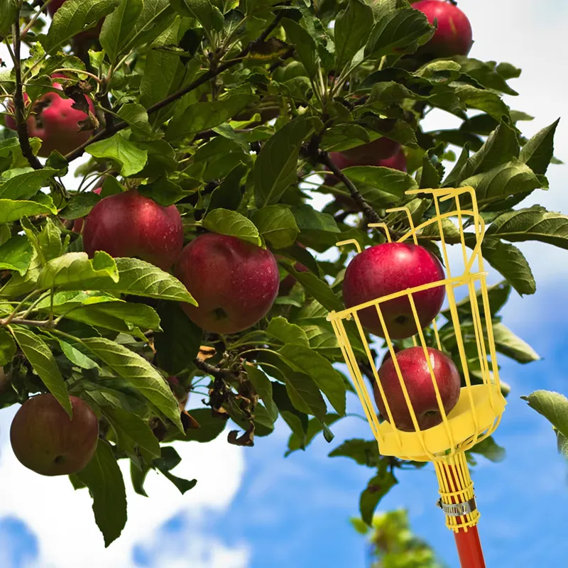 เครื่องมือเก็บผลไม้แบบพกพา Win - Fruit Picker Basket Telescopic Pole บทวิจารณ์และราคา
